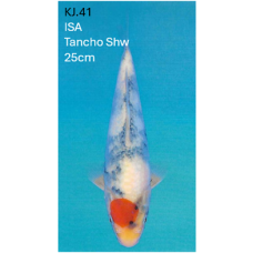 KJ.41 JUMBO TANCHO SHOWA